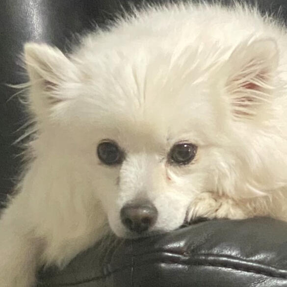 Pets Across Canada